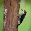 Datel cernolici - Melanerpes pucherani - Black-cheeked Woodpecker o4310